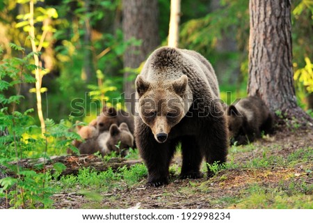 Female bear with cubs in forest