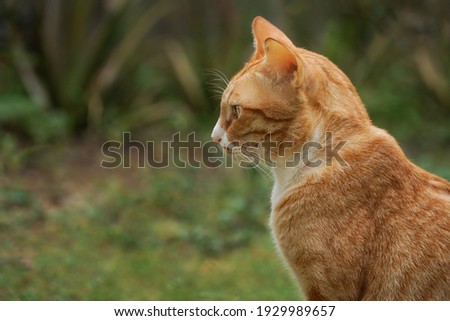 left side of tabby orange cat looking forward in green field , selective focus on eye and face