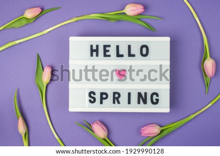 Hello spring - text on display lightbox on purple background wih pink tulips. Pastel colors, soft image. Floral Greeting card.  Flat lay