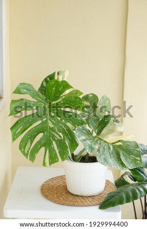 Beautiful Monstera Variegata Thai constellation. Has a unique pattern. Nice for home decoration plant.  Royalty-Free Stock Photo #1929994400
