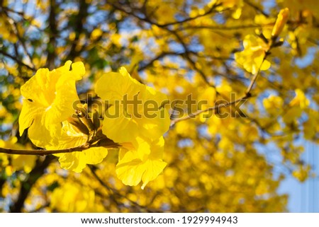 Beautiful yellow summer flower blossom, stock photo