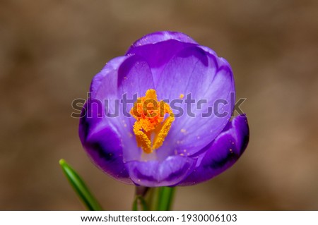 a close-up with a crocus flower
