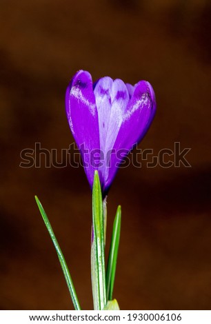 a close-up with a crocus flower