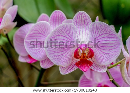 Beautiful orchid showing its splendor