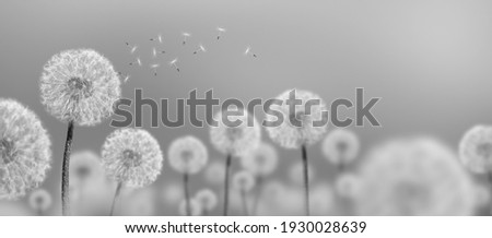black-and-white photo landscape of white dandelions Royalty-Free Stock Photo #1930028639