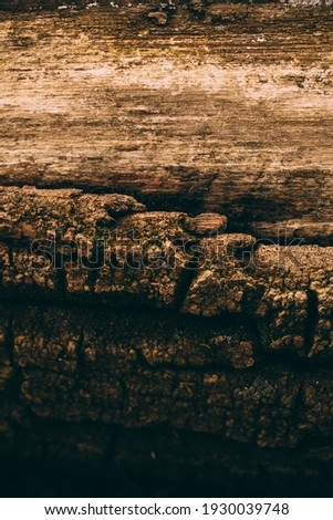 Old wood texture with selective focus. 