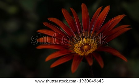 Orange gerbera close up on natural green background.  Colorful flower in the garden. Flowers background. Beautiful orange flower. Beauty in nature. Beautiful big daisy. Horizontal view. Gerbera