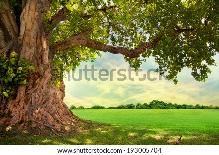 Spring meadow with big tree with fresh green leaves Royalty-Free Stock Photo #193005704