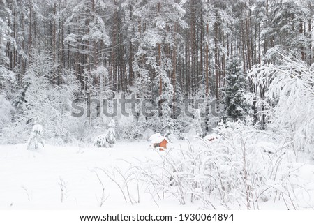 Incredible forest landscape with views of very snow-covered bushes and trees. Beautiful winter landscape. Nature of Eastern Europe