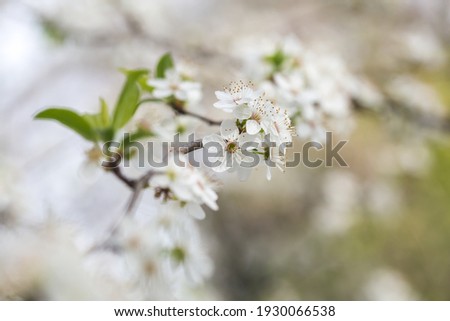 Prunus spinosa, called blackthorn or sloe, is a species of flowering plant in the rose family Rosaceae