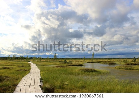 This wooden deck is an ecological trail for tourists that leads through a natural riding swamp. It offers beautiful views of the amazing nature of the swamps in Eastern Europe