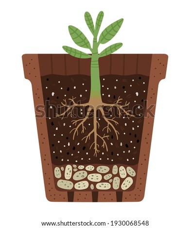Illustration of a cutaway flower pot. Plant, root system and soil layers in a pot. The isolated image on a white background. Simple cute style.