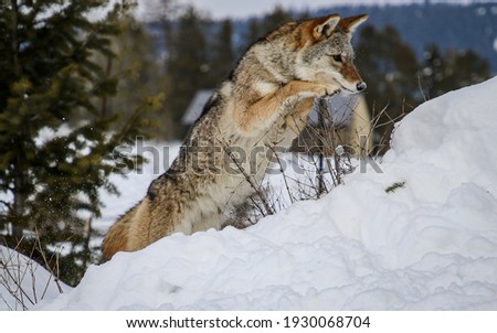 The coyote is a species of canine native to North America. It is smaller than its close relative, the wolf, and slightly smaller than the closely related eastern wolf and red wolf. 