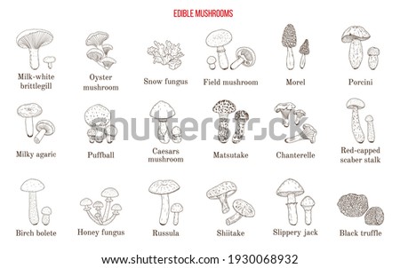 Vector collection of hand drawn edible mushrooms. Hand drawn botanical vector illustration Royalty-Free Stock Photo #1930068932
