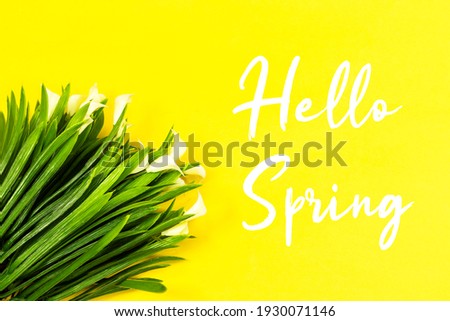 Calla lilies flowers isolated on yellow background with hello spring text