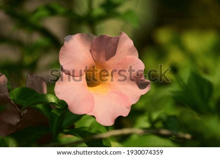 Beautiful picture of Allamanda blanchetii flower, selective focus on subject, background blur