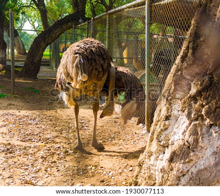 ostrich in the zoo the city of jijel algeria
