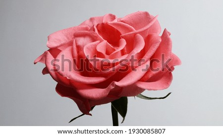Rose flower on gray background 