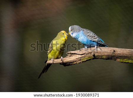 budgies kissing on a twig Royalty-Free Stock Photo #1930089371