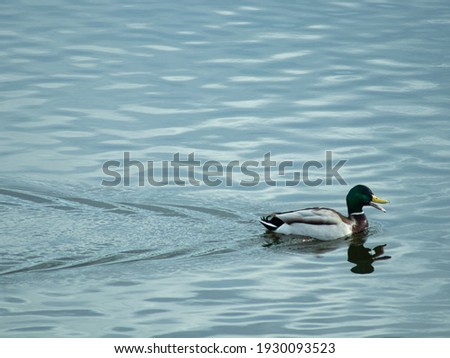 Ducks swimming on the lake