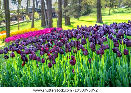 Colorful tulip festival in wonderful hystorical urban Emirgan Park, İstanbul, Turkey 
