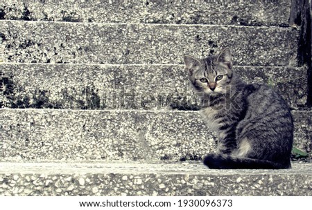 gray cat in front of a gray wall