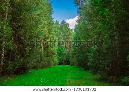 glade in the forest in summer Royalty-Free Stock Photo #1930101932
