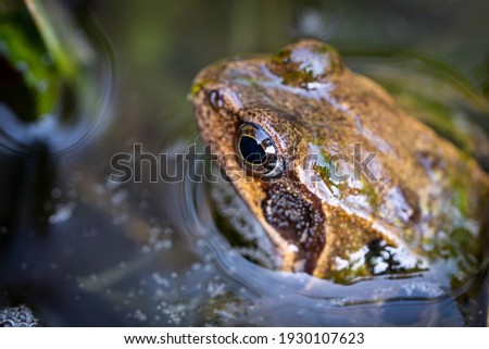 Frog sitting in a pond