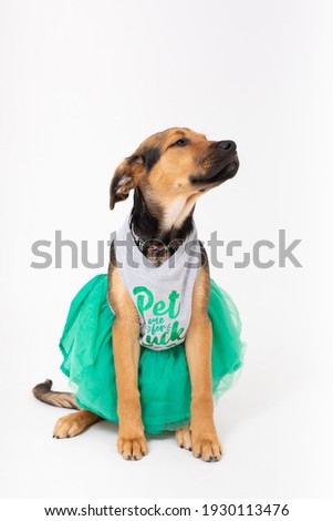 Cute puppy wearing a t-shirt saying "Pet Me For Luck" for St Patrick's Day and looking to the right