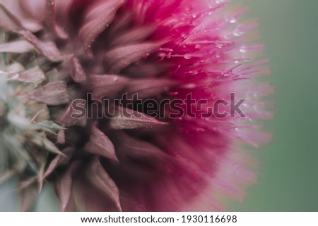 Beautiful purple thistle flower. Pink flower burdock. Burdock flower spiny close up. Flowering medicinal plants are thistle or milk thistle.