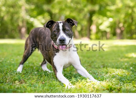 A playful brindle and white mixed breed dog in a play bow position Royalty-Free Stock Photo #1930117637