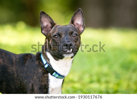 A brindle Jack Russell Terrier x Boston Terrier mixed breed dog with a snaggletooth