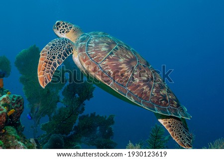 Hawksbill sea turtle (Eretmochelys imbricata imbricata) Roatan, Honduras Royalty-Free Stock Photo #1930123619