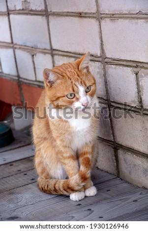Ginger cat sits against the wall of the house. Tabby kitten walks outdoors.