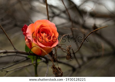 rose bud on dark background