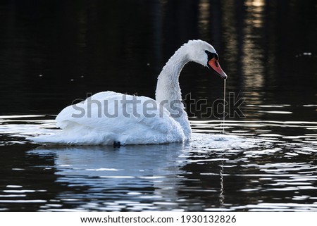Close up of a Swan on a calm and cold morning. The picture is taken in Sweden during spring.