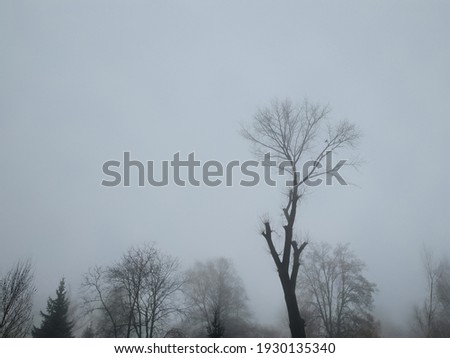 Bare winter trees stand in a dense, heavy fog. Spooky picture on the eve of Halloween. Bottom view, copy space.