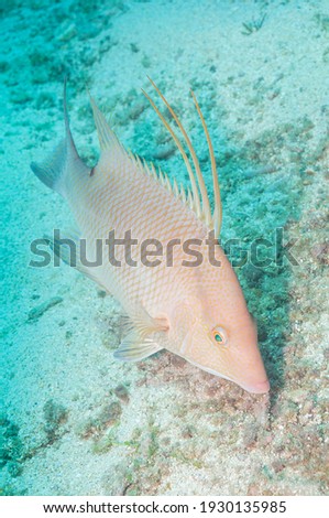 Hogfish or boquinete (Lachnolaimus maximus) Roatan, Honduras