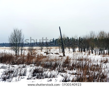 On a gray winter day, a field of overgrown trees and a single de-energized electricity pole. Snow, fog, and cloudy weather Royalty-Free Stock Photo #1930140923