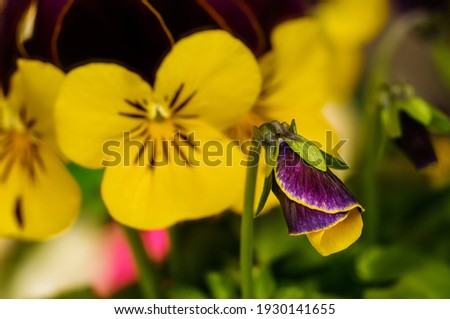 Viola tricolor, field flower, wild pansy,with yellow and purple petals,miniature pansy