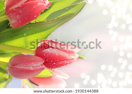 Abstract defocused flower composition, background, spring banner, selective focus. Bouquet of tulips with drops on a light background. Mother's day card, womens day, happy birthday, wedding,