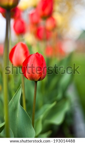 Beautiful red tulips in garden