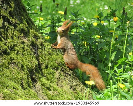 squirrel in the park among greenery
