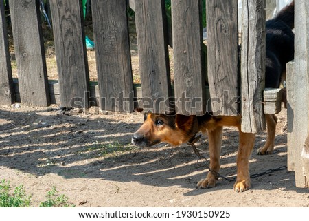 A kind dog looks out from under a wooden fence. Kind watchdog on a chain. The kind look of a dog in captivity.  Royalty-Free Stock Photo #1930150925