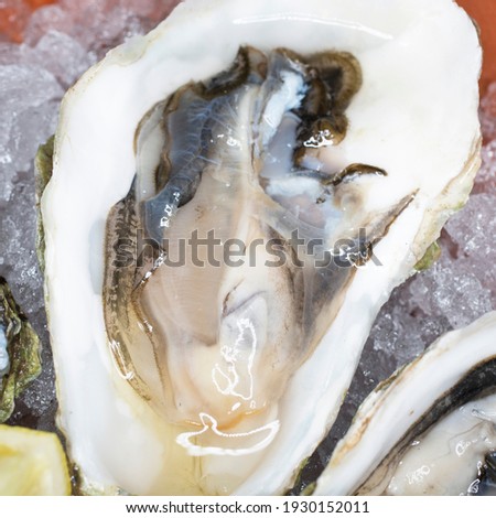 Fresh oysters in a bowl with ice, lemon and sauce. Shellfish in the restaurant, a luxurious healthy dinner, sea delicacies