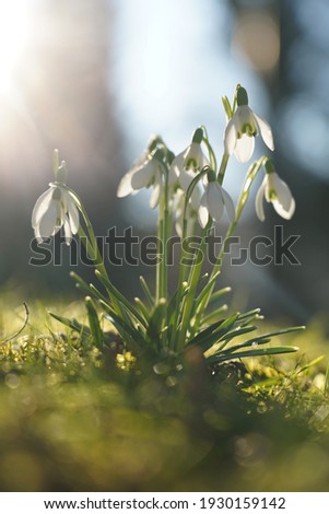 Galanthus, tender snowdrops in the spring sun freshly sprouted from the ground, Stuttgart, Germany