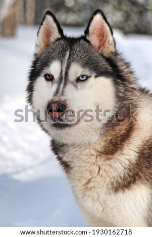 Black and white Siberian husky dog close-up portrait in the snow. A husky with multicolored eyes on a snowy background