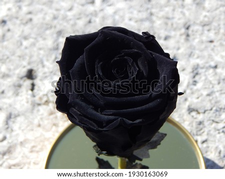 Black rose flower on the white background