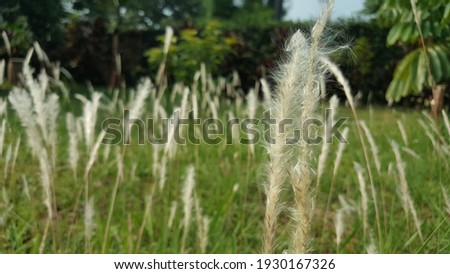 Flower panicles with Smooth white hair of Imperata cylindrica or bladygrass, cogongrass, speargrass, silver-spike, satintail (and Alang-alang or Ilalang in Indonesia). The leaves are sharp sides