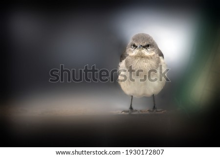 A selective focus shot of a mockingbird